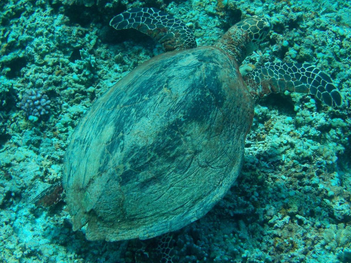 Sablayan Gustav'S Place Silver Beach Dive Resort エクステリア 写真