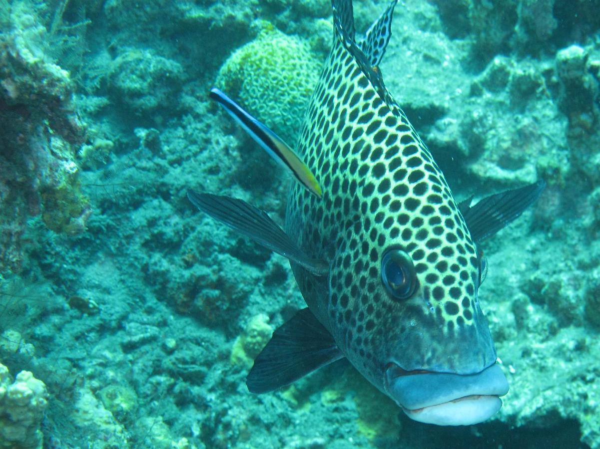 Sablayan Gustav'S Place Silver Beach Dive Resort エクステリア 写真